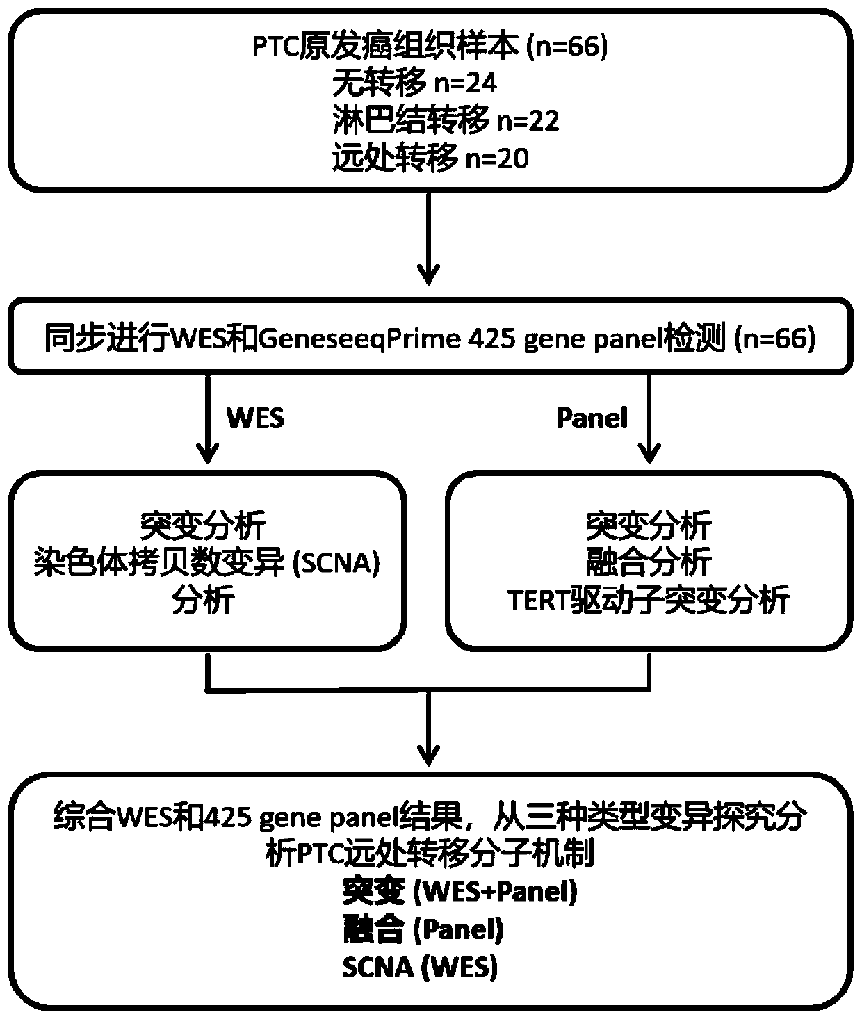 Papillary thyroid carcinoma distant metastasis mutation predicting model, method and system