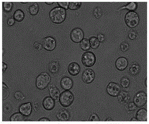 Polyhedrin coated phytase