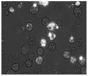 Polyhedrin coated phytase