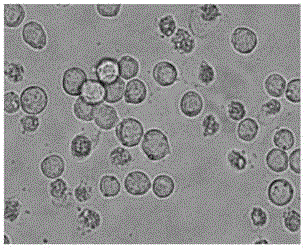 Polyhedrin coated phytase