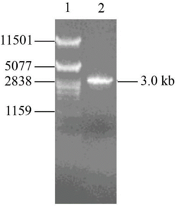 Method for preparing isomaltooligosaccharides from alpha-glucosidase through synchronous saccharification and glucoside conversion