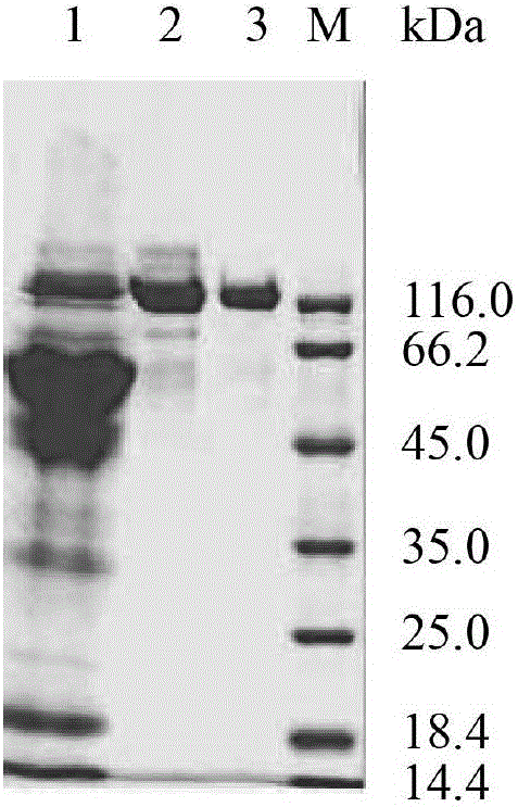 Method for preparing isomaltooligosaccharides from alpha-glucosidase through synchronous saccharification and glucoside conversion