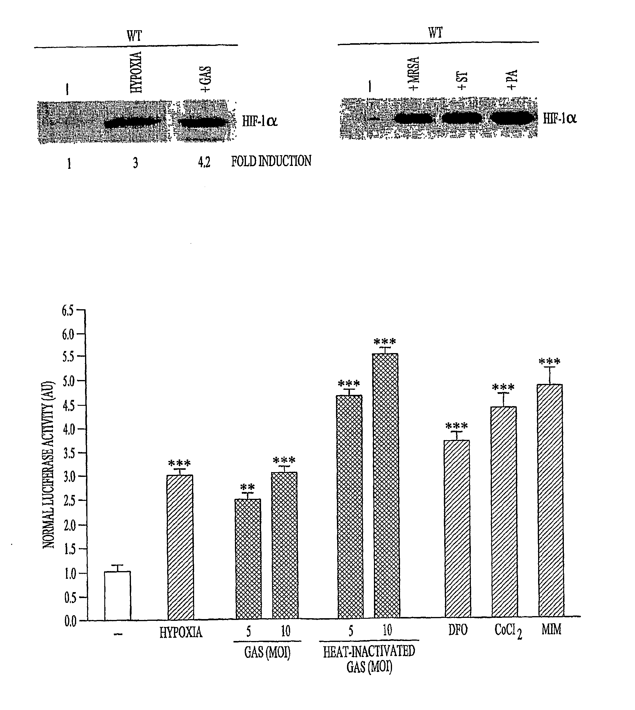 Hif Modulating Compounds and Methods of Use Thereof