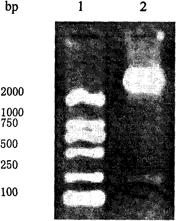 Recombinant human Claudin18.2 tumor vaccine and preparation method thereof