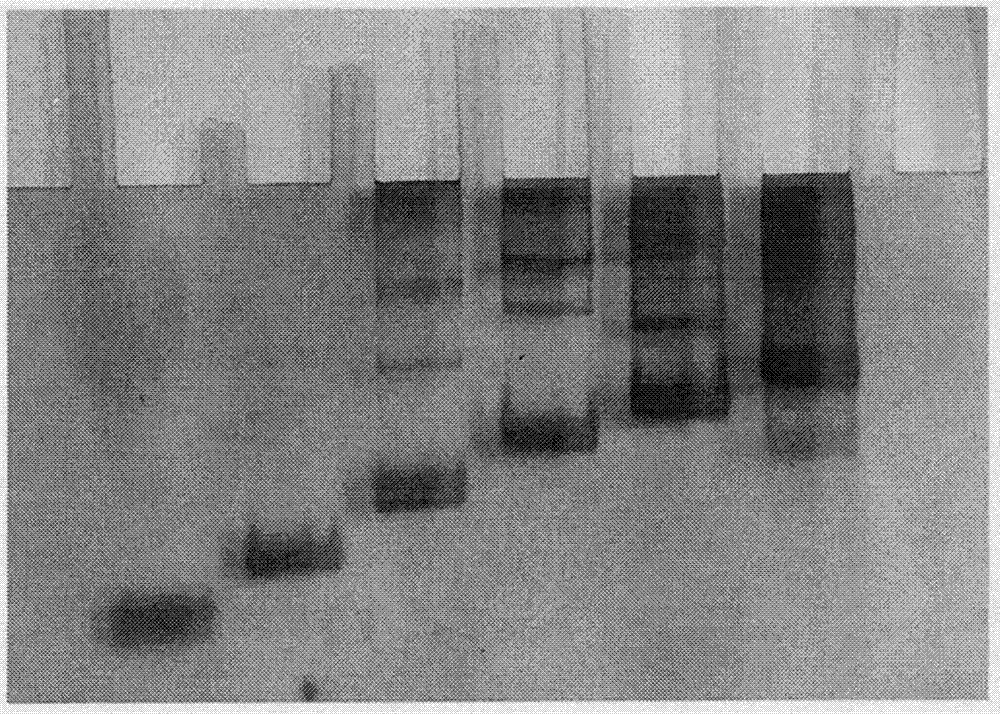 Adriamycin-loaded aptamer-modified DNA nanocage and preparation method thereof