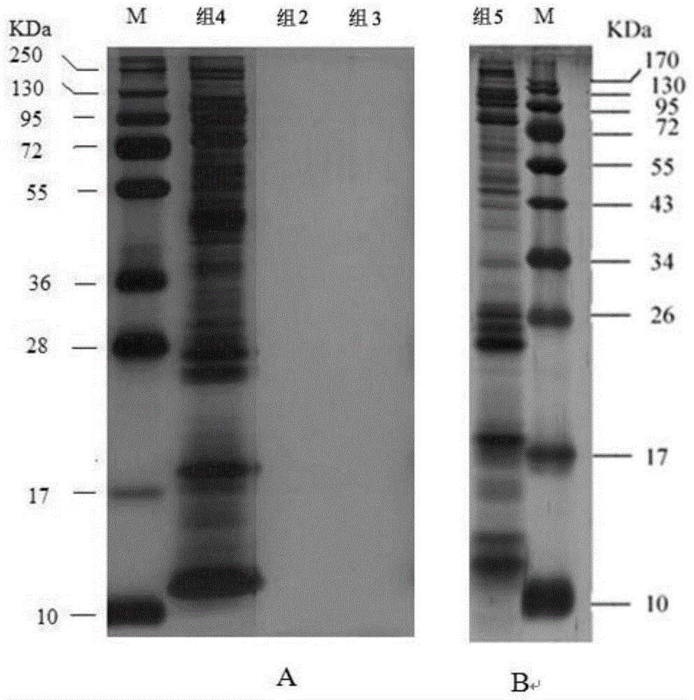 A varroa destructor Anderson&Trueman saliva mixture and a preparation method and application thereof