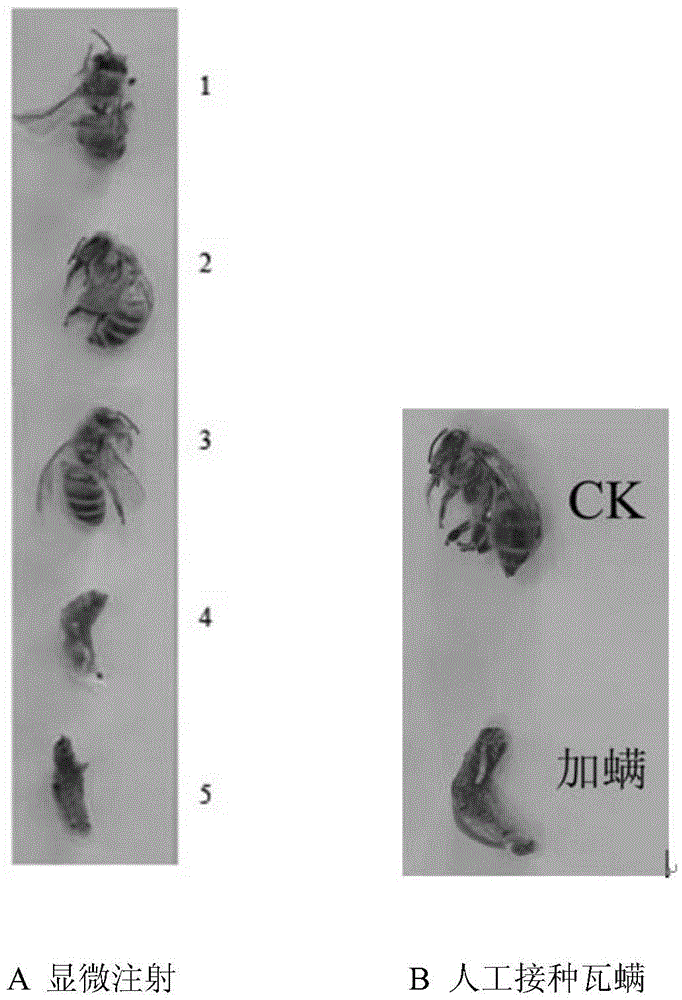 A varroa destructor Anderson&Trueman saliva mixture and a preparation method and application thereof