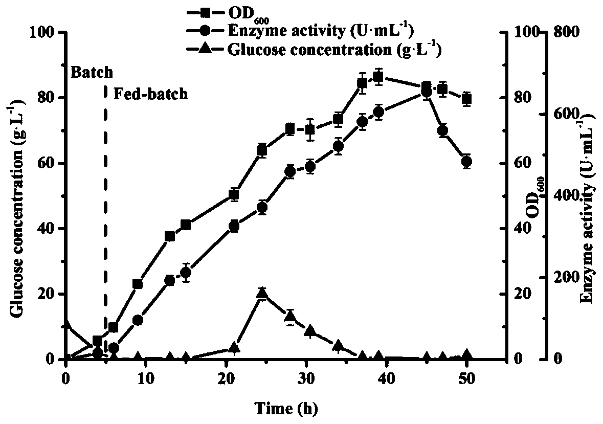 Construction of a recombinant expression strain of nitrilase and its high-density fermentation method