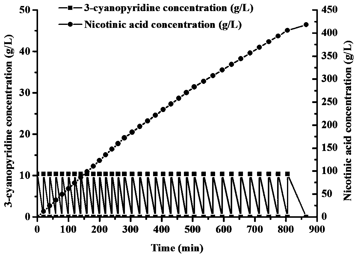 Construction of a recombinant expression strain of nitrilase and its high-density fermentation method