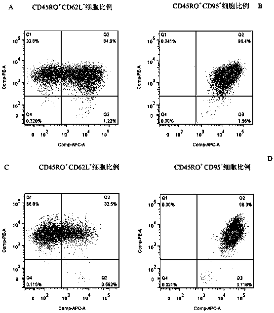 Central memory T cell body and in-vitro culture method