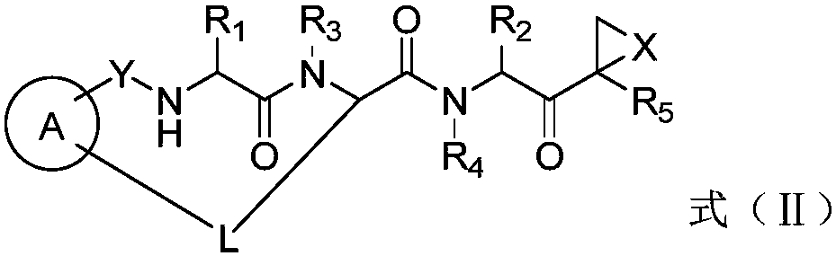 Macrocyclic ketone peptide compound as well as preparation method and medical purpose thereof