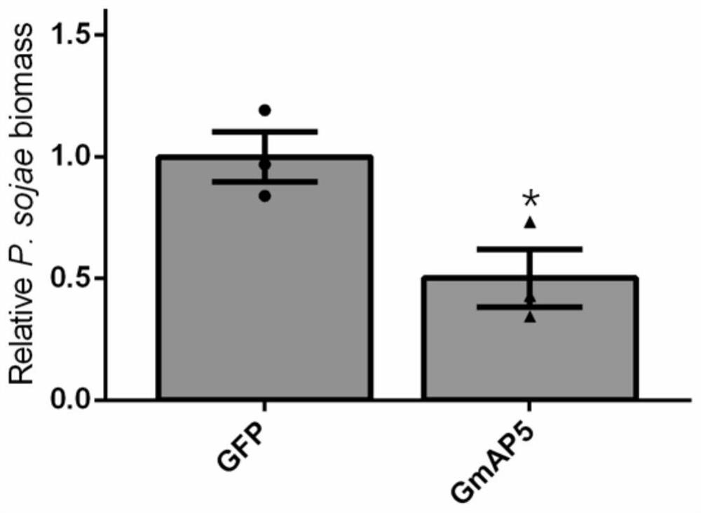 Gene GmAP5 for improving disease resistance of plants and use of gene GmAP5