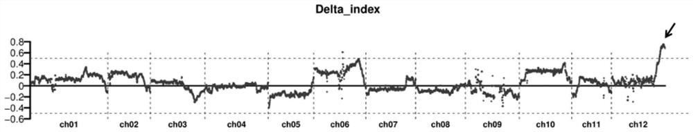 StSci proteins that alter self-incompatibility in diploid potato material