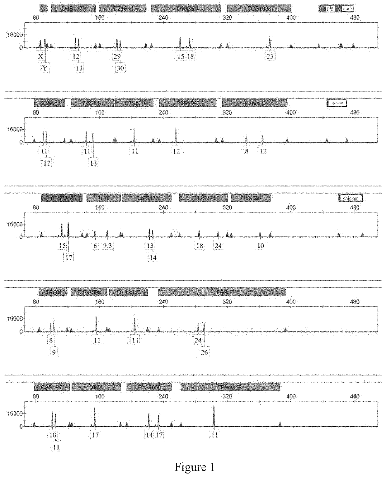 Multiplex PCR amplification method for species and human individual recognition and identification of unknown biological sample suspected to be from human