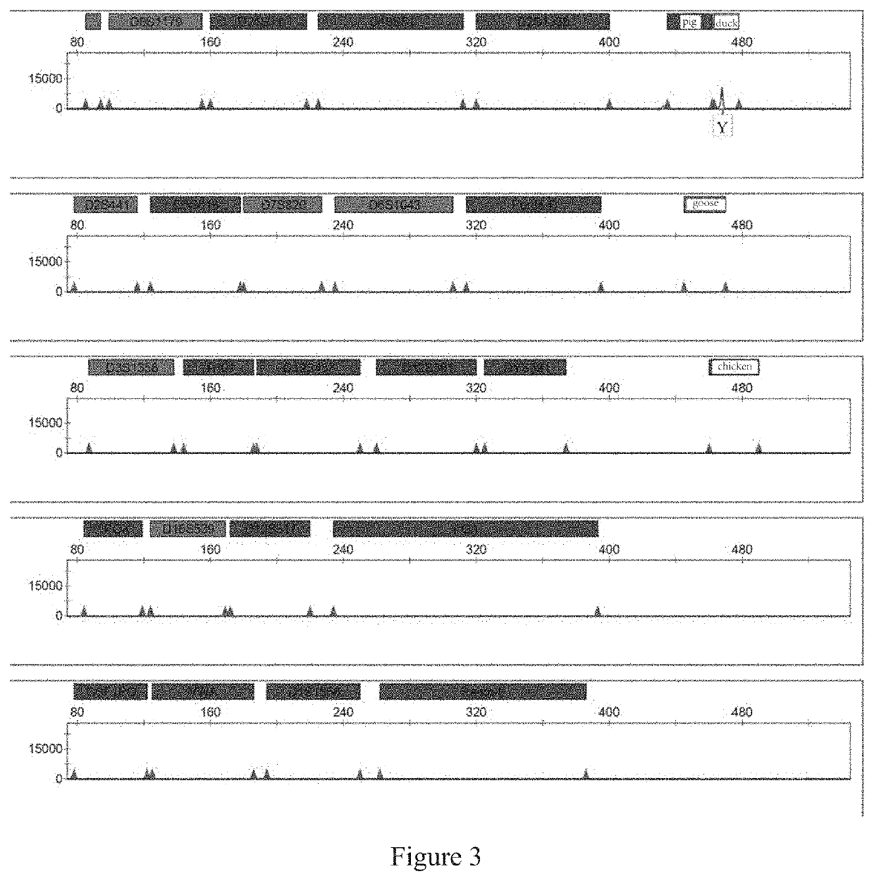 Multiplex PCR amplification method for species and human individual recognition and identification of unknown biological sample suspected to be from human