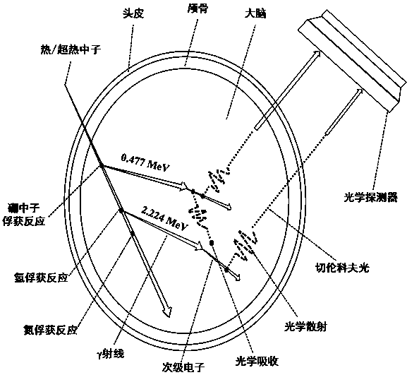 A boron neutron capture therapy dose measurement method