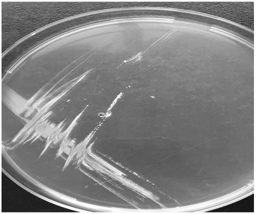 Lactobacillus plantarum for increasing content of 3-hydroxy-2-butanone in soy sauce and application of lactobacillus plantarum