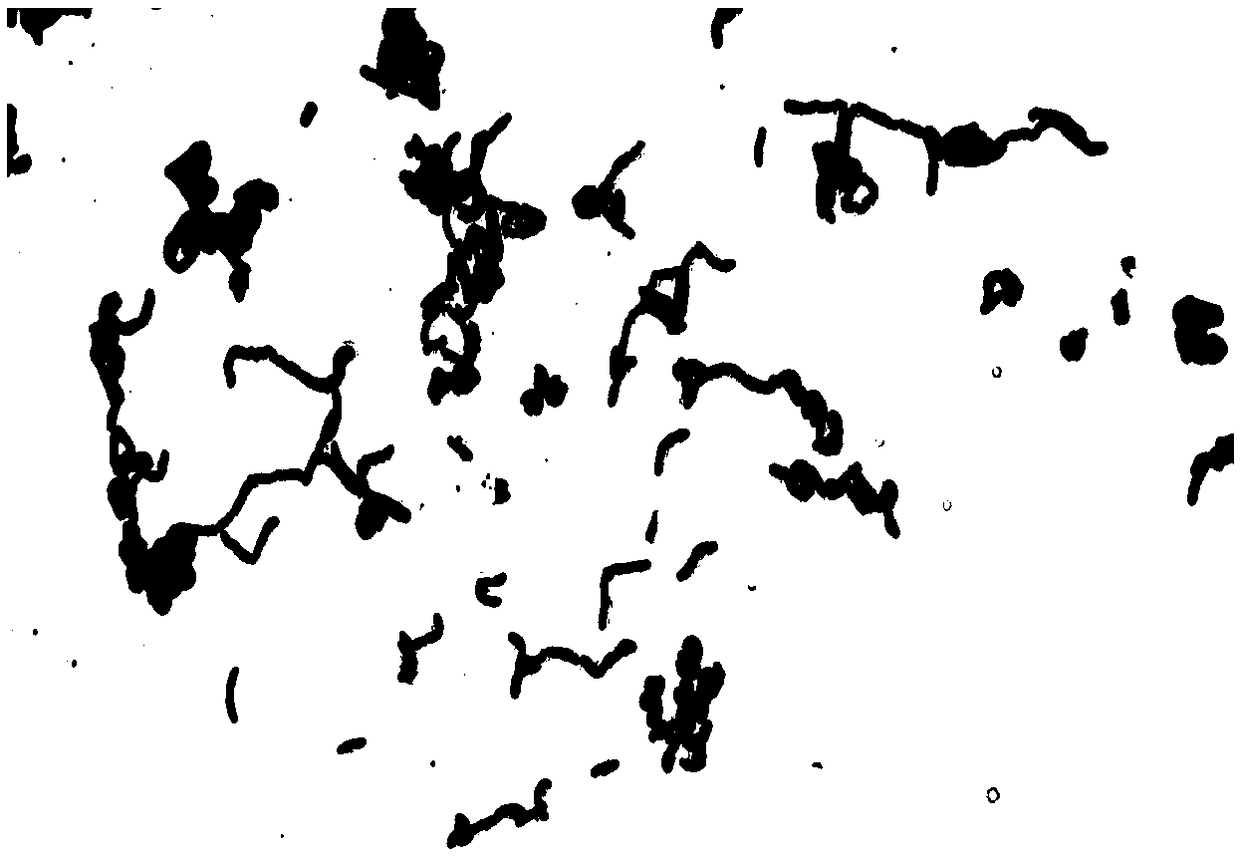 Lactobacillus plantarum for increasing content of 3-hydroxy-2-butanone in soy sauce and application of lactobacillus plantarum