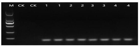 Method for identifying gene editing rice based on high-resolution melting curve