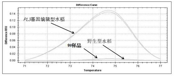 Method for identifying gene editing rice based on high-resolution melting curve