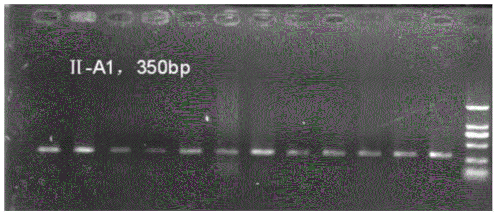 Specific primers and typing method of class ii mhc gene for detection of antibacterial potential of crested ibis