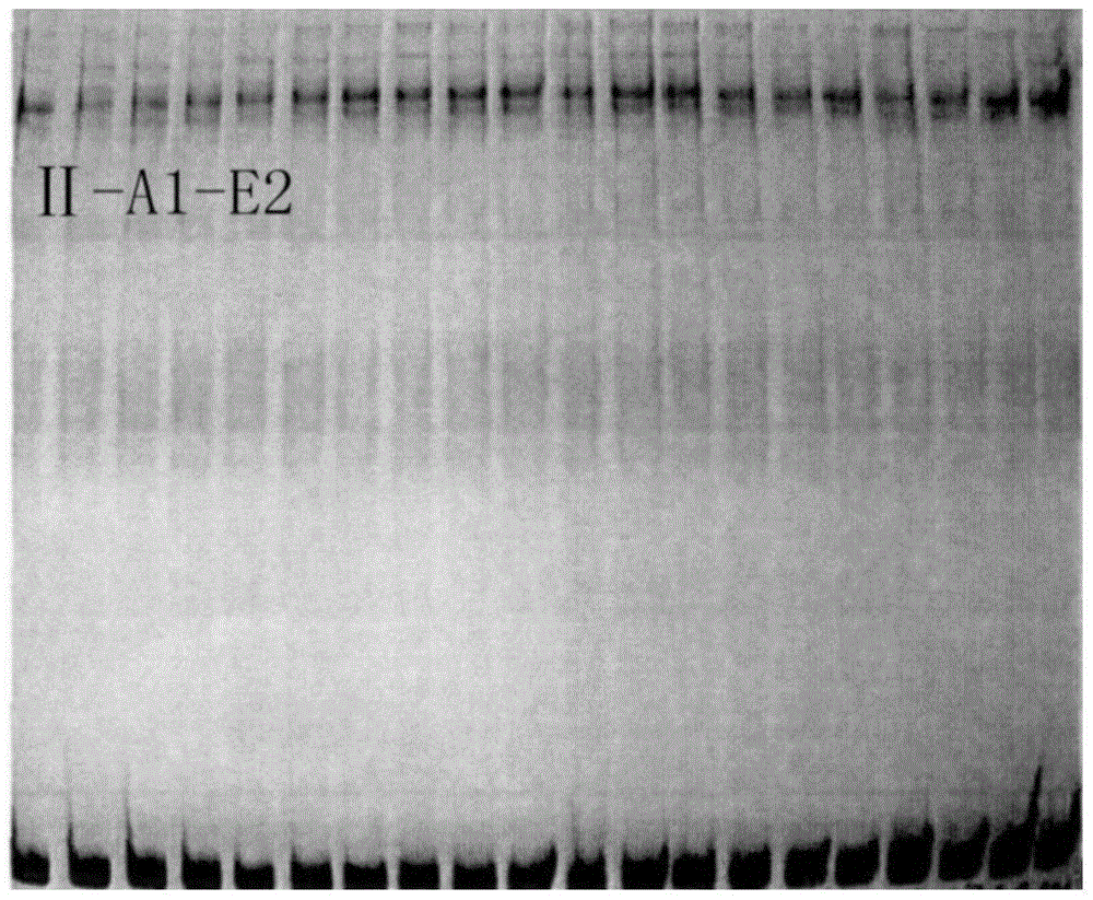 Specific primers and typing method of class ii mhc gene for detection of antibacterial potential of crested ibis