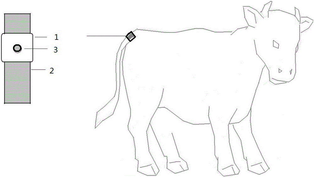 Animal tail temperature measurement apparatus and method for measuring animal body temperature