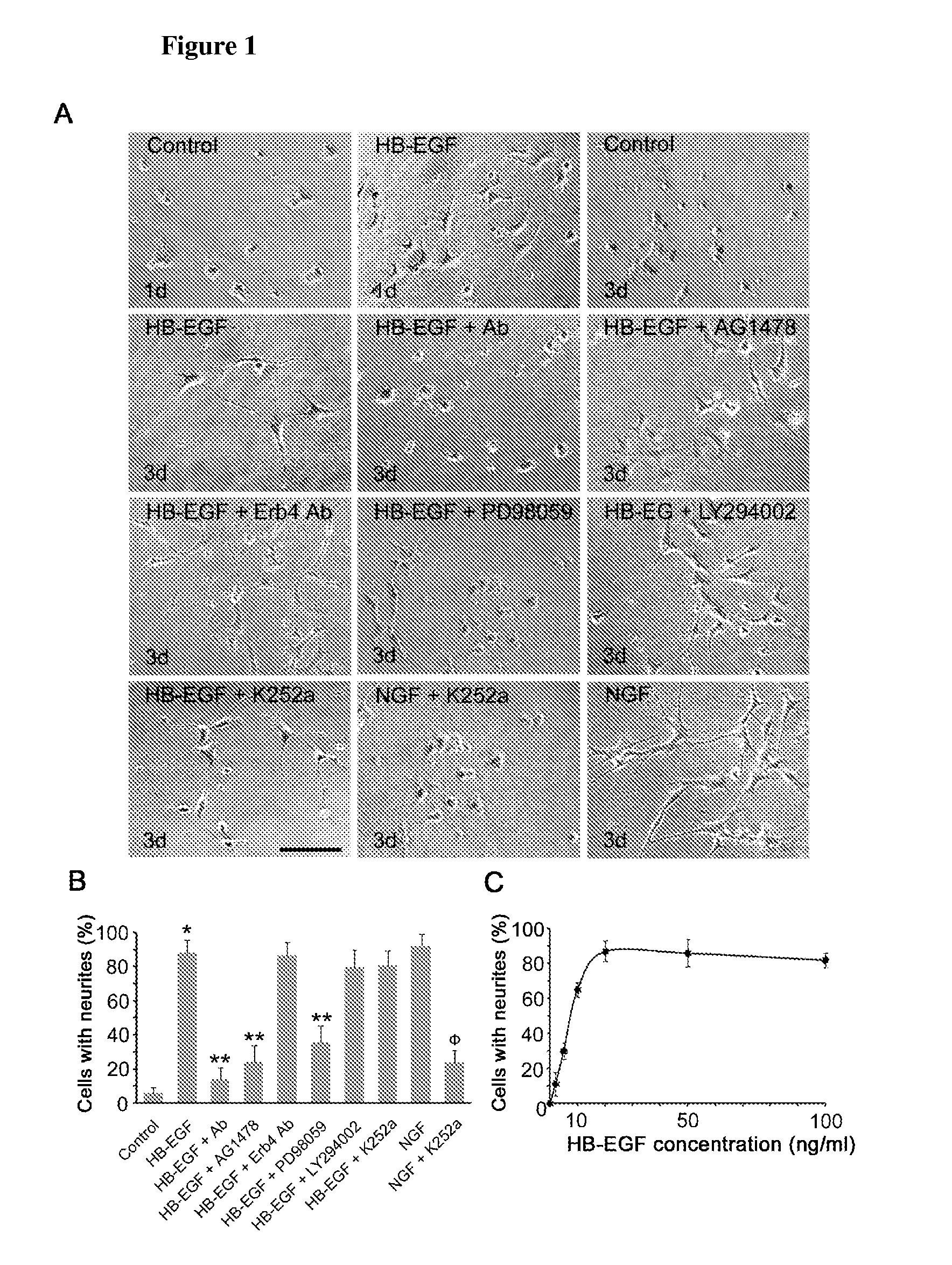 Administration of HB-EGF for the Protection of Enteric Neurons