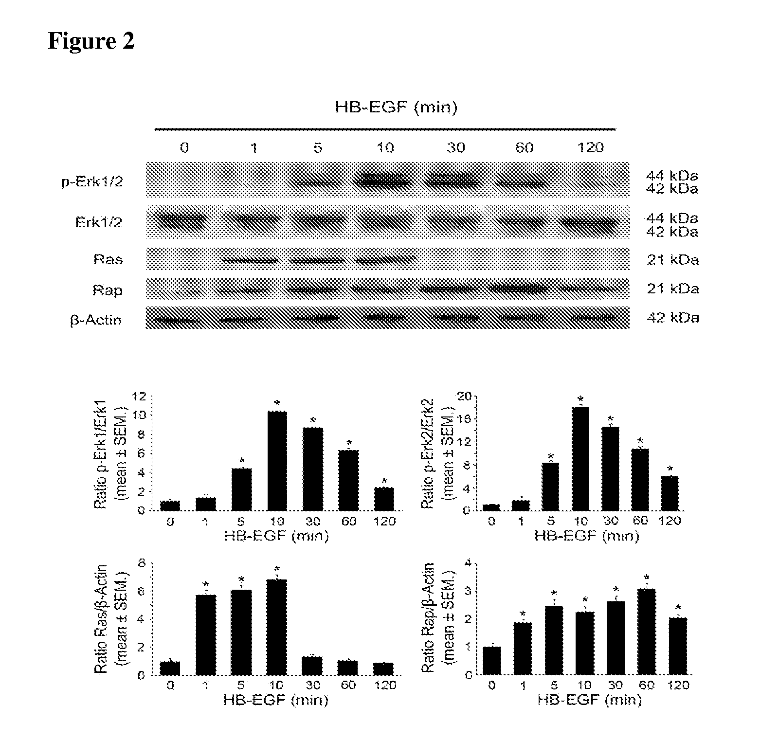 Administration of HB-EGF for the Protection of Enteric Neurons