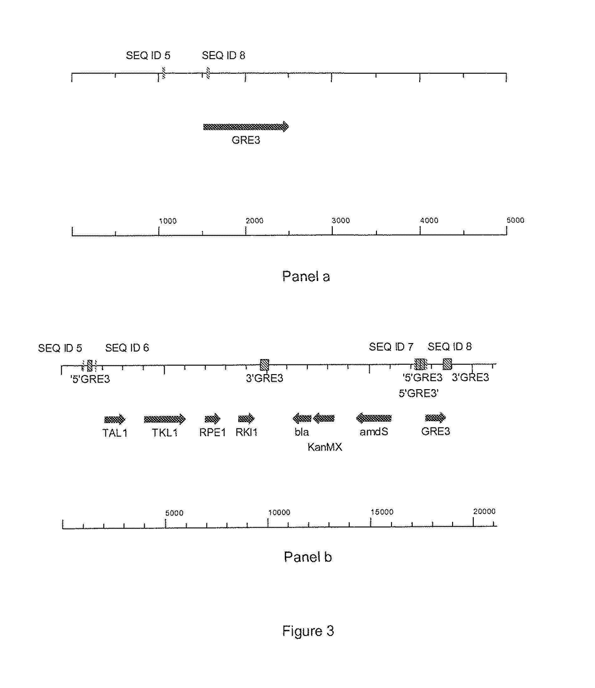 Pentose sugar fermenting cell