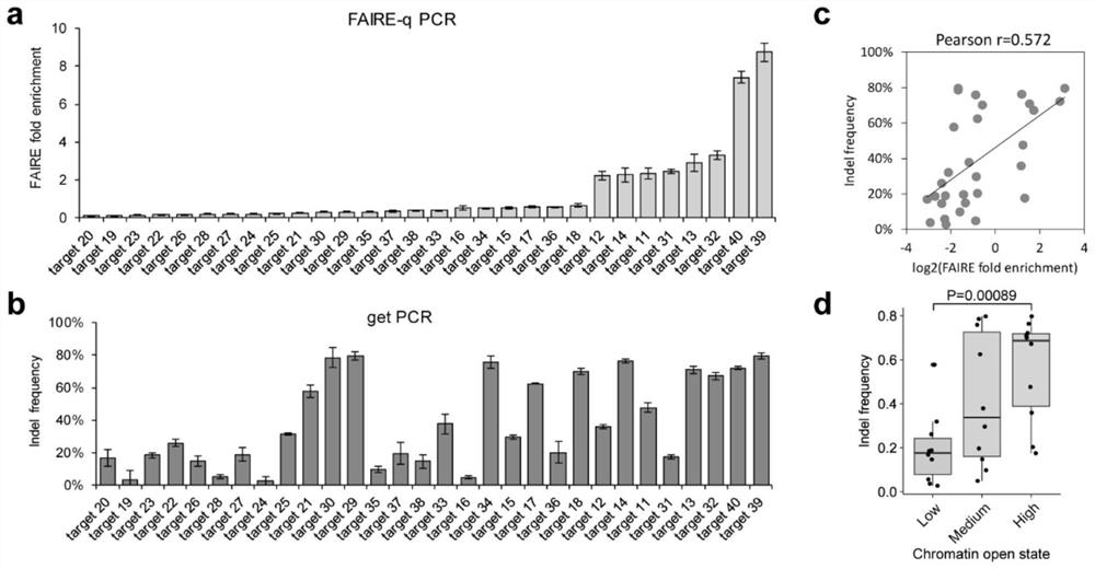 Method for improving eukaryotic gene editing efficiency and application thereof