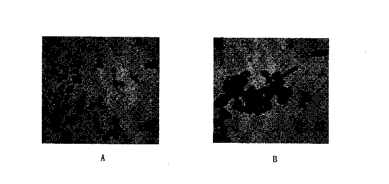 Microbial preparation prepared by fermentation of stalk hydrolysate and use thereof