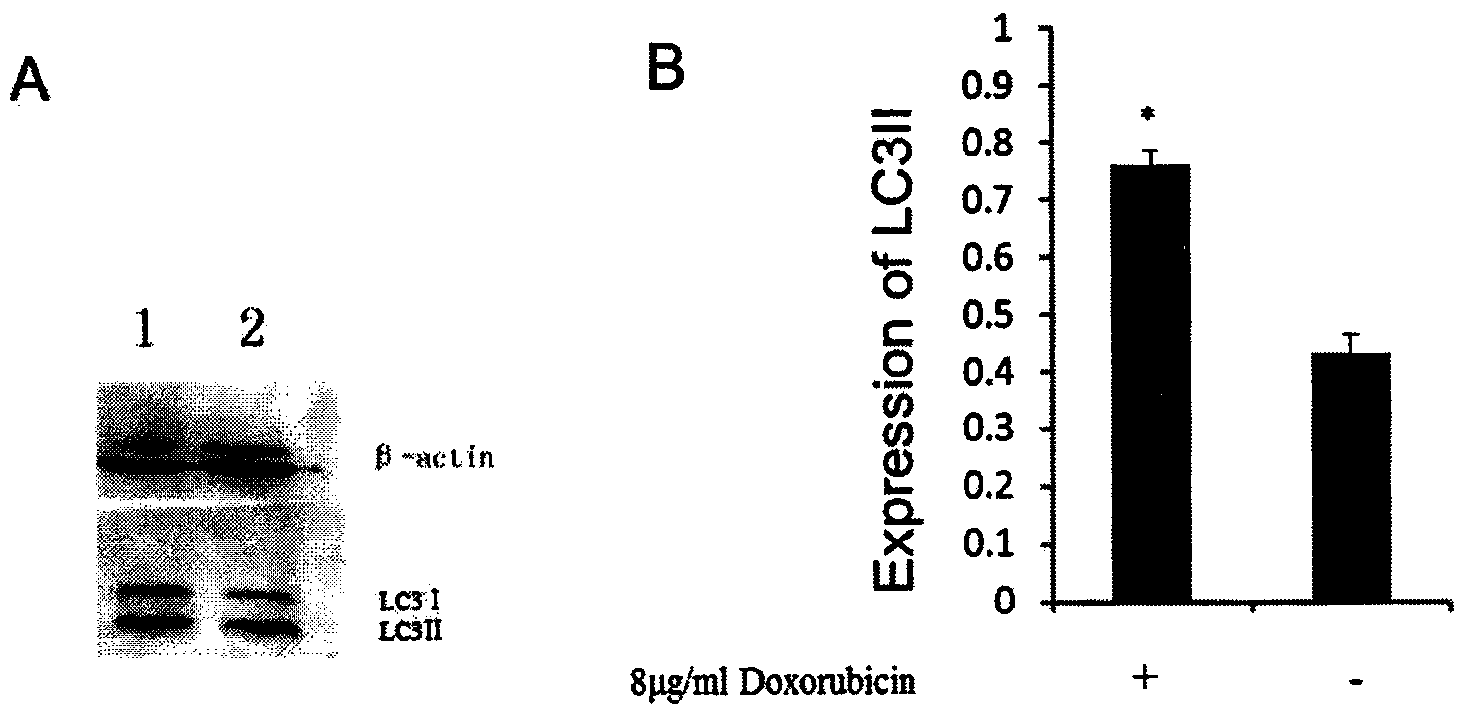 Tumor treatment synergism combination drug