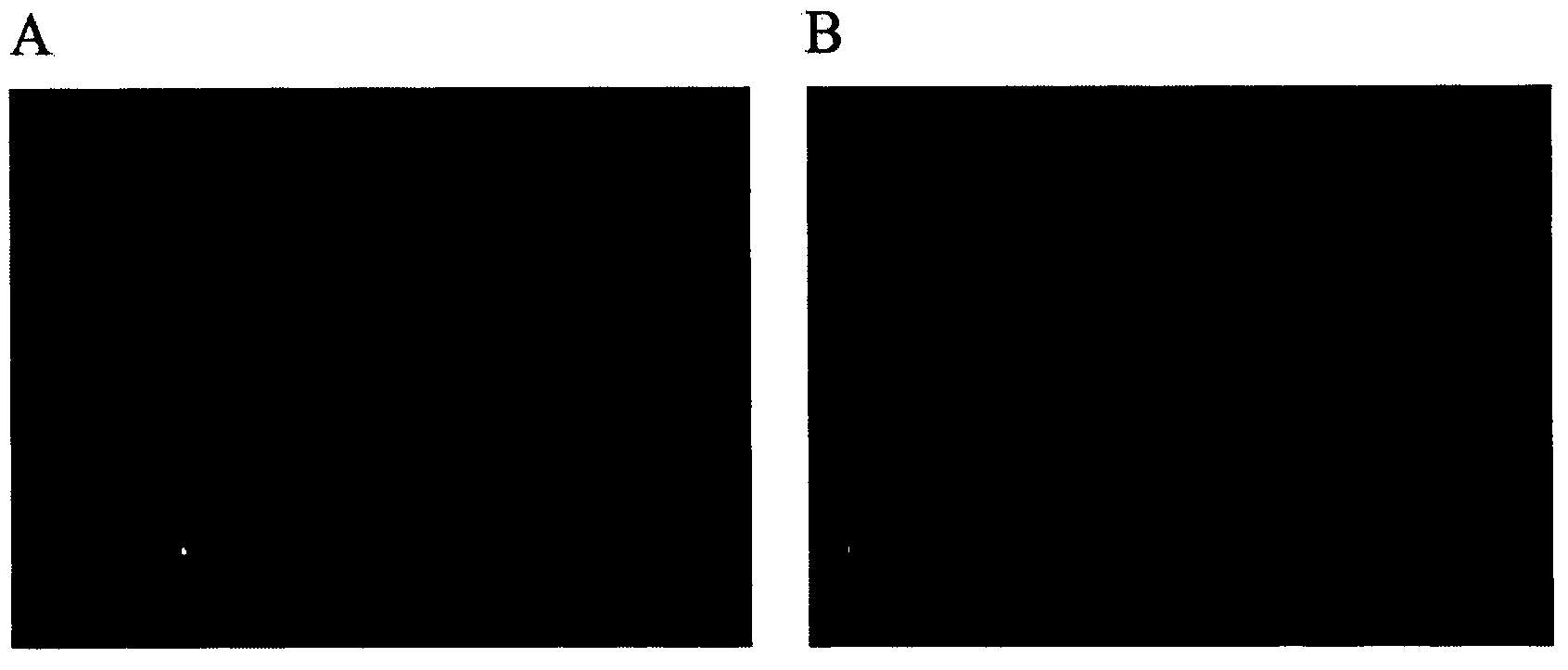 Tumor treatment synergism combination drug