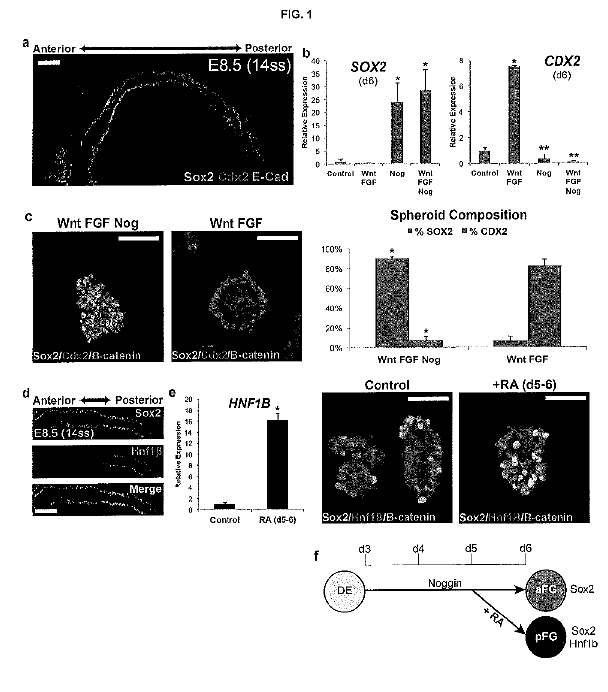 Methods and systems for converting precursor cells into gastric tissues through directed differentiation