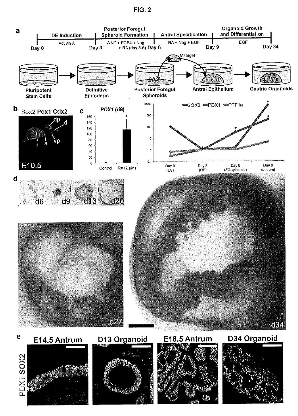 Methods and systems for converting precursor cells into gastric tissues through directed differentiation