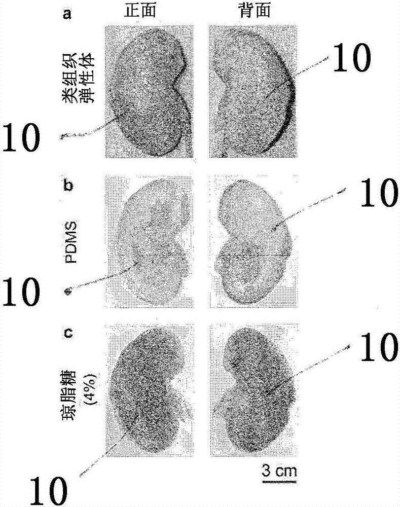 Method Of Producing Phantom And Phantom