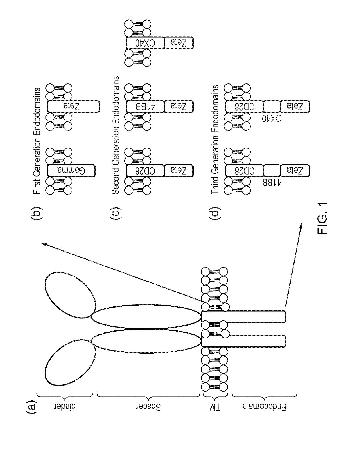 Tunable Chimeric Antigen Receptors