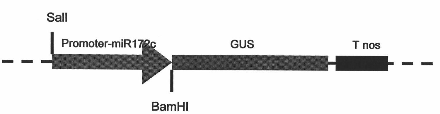 Promoter miR172c and application thereof