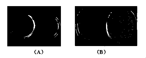 Anti-freezing polypeptide and preparation method thereof