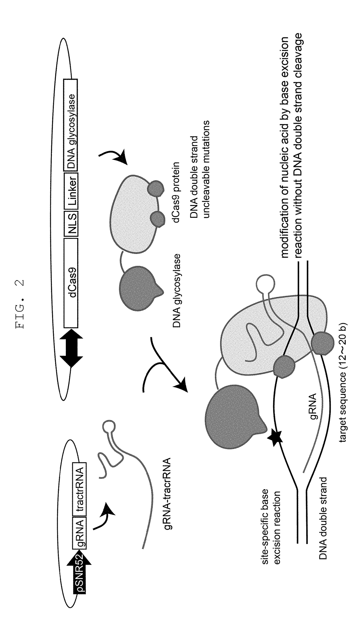 Method for modifying genome sequence to introduce specific mutation to targeted DNA sequence by base-removal reaction, and molecular complex used therein