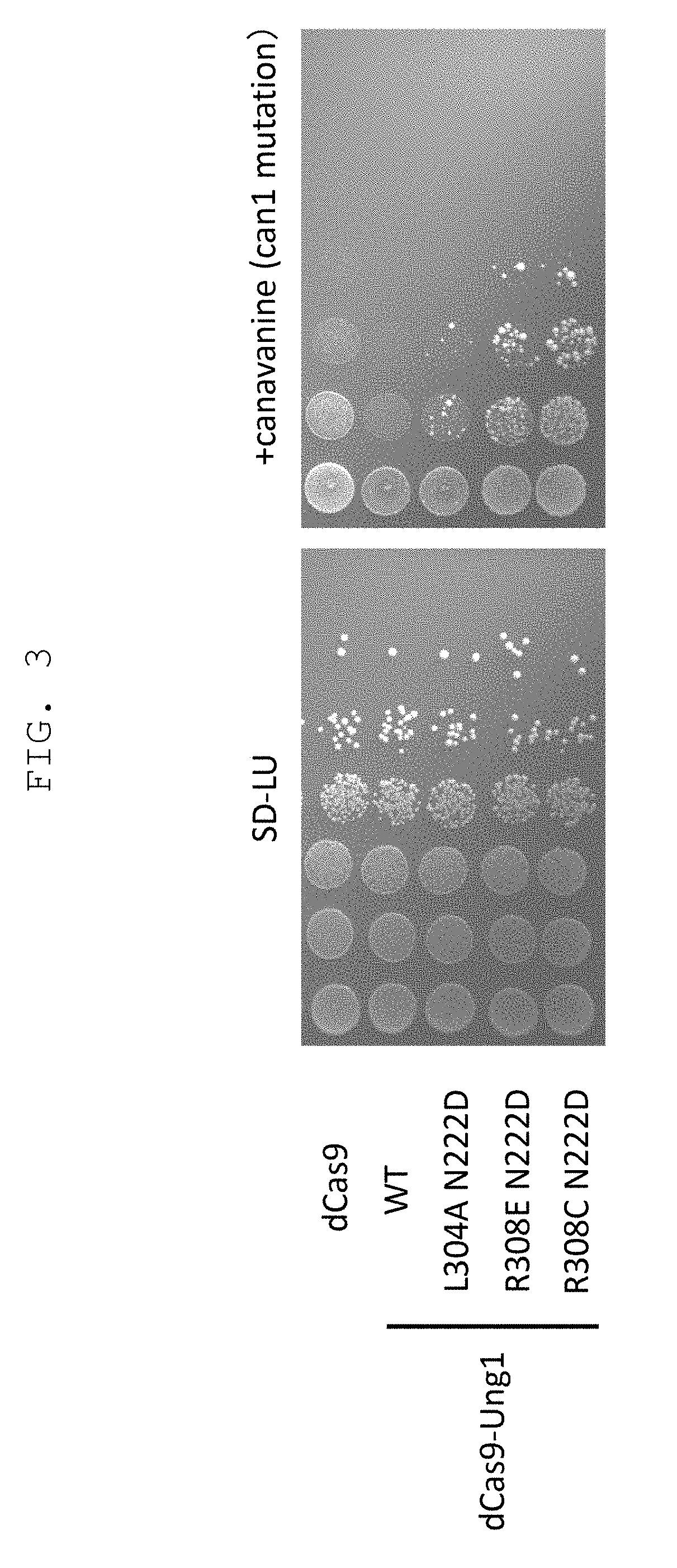 Method for modifying genome sequence to introduce specific mutation to targeted DNA sequence by base-removal reaction, and molecular complex used therein