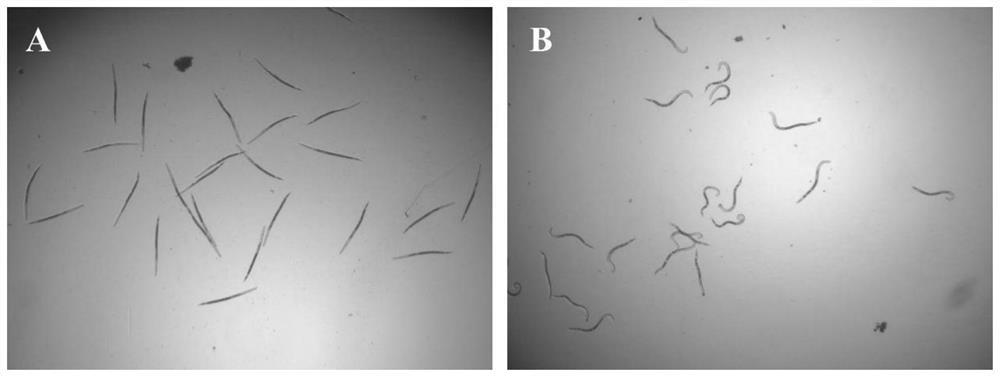 Application of 3-methylthiopropionic acid in preparation of nematicidal preparations