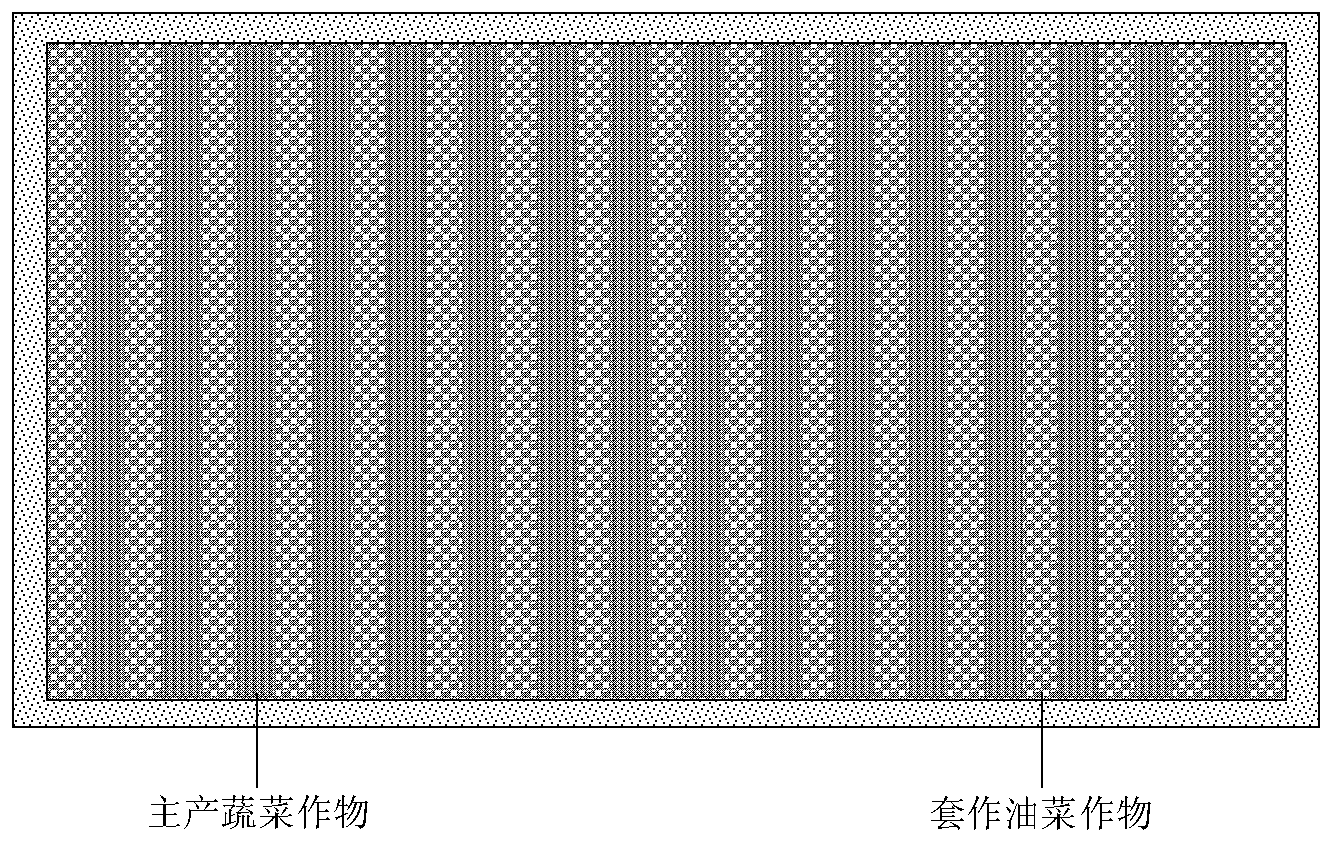 Method for preventing root-knot nematode by taking brassica crop rapes as raw materials