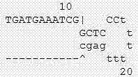 One-step RT-qPCR (reverse transcription-quantitative polymerase chain reaction) human MTHFR (methylenetetrahydrofolate reductase) and MTRR (methionine synthase reductase) gene polymorphism expression detecting kit