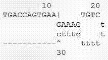 One-step RT-qPCR (reverse transcription-quantitative polymerase chain reaction) human MTHFR (methylenetetrahydrofolate reductase) and MTRR (methionine synthase reductase) gene polymorphism expression detecting kit