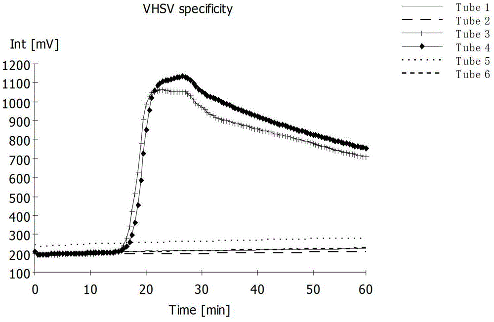 RT-LAMP test kit for viral hemorrhagic septicemia virus