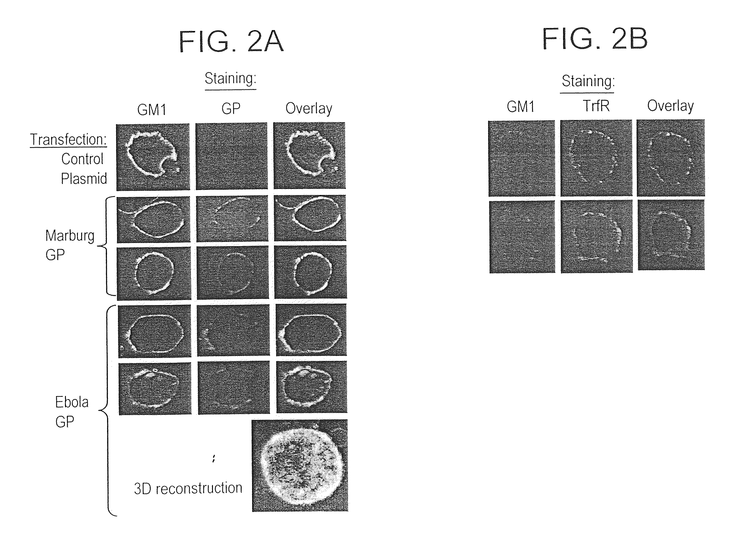 Generation of virus-like particles and use as panfilovirus vaccine