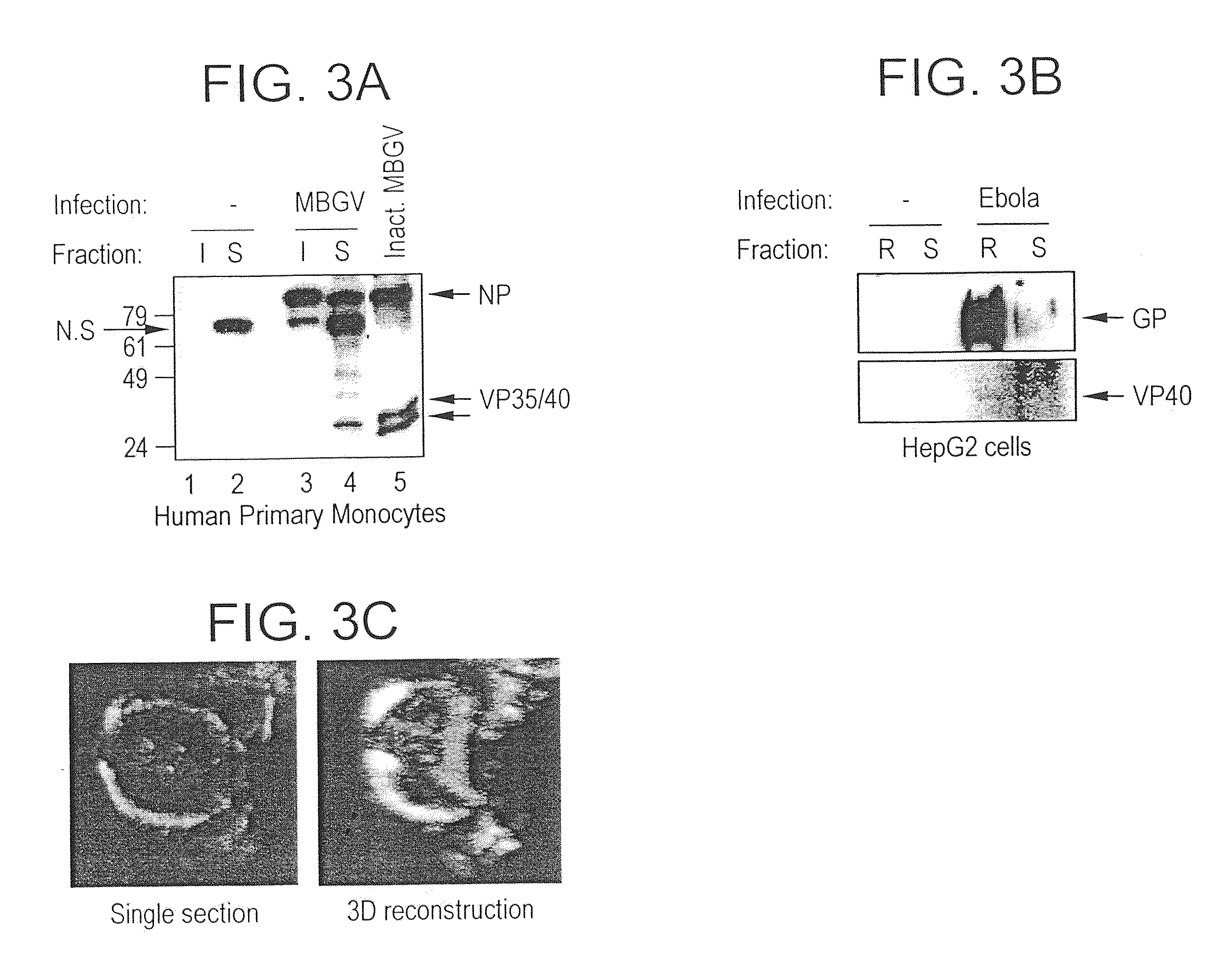 Generation of virus-like particles and use as panfilovirus vaccine