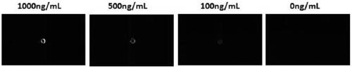 Fluorescence resonance energy transfer polystyrene fluorescent microsphere and preparation method thereof